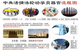 （图片） 中国活摘法轮功学员器官流程图